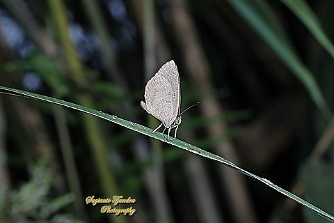 Miletus gopara gopara, family Lycaenidae  Fall,Geotagged,Indonesia,Miletus gopara