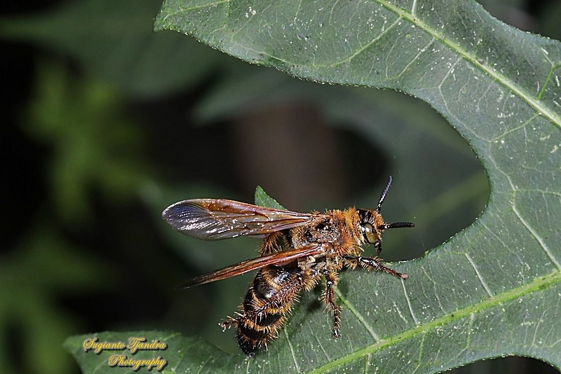 Scoliid Wasp, Campsomeris Annulata, family Scoliidae  Campsomeris Annulata,Campsomeris annulata,Fall,Geotagged,Indonesia