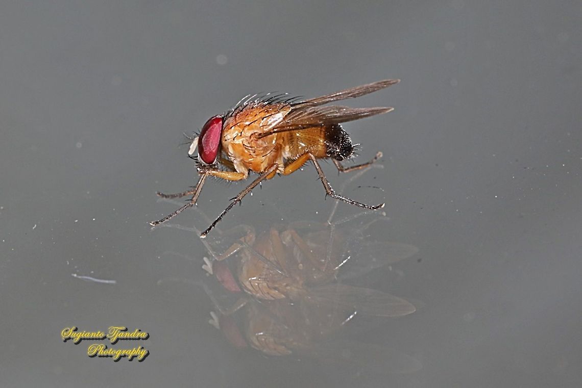 Orange Bush Fly, Dichaetomyia (Mulloch 1921), Muscidae. "Reflection"  Fall,Geotagged,Indonesia