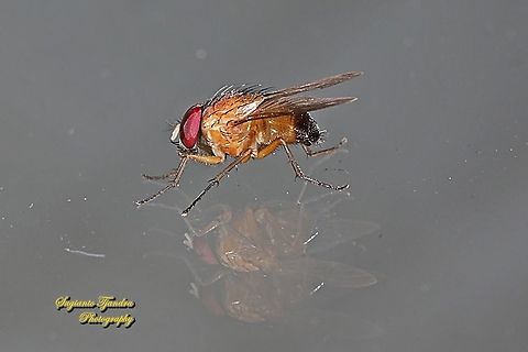 Orange Bush Fly, Dichaetomyia (Mulloch 1921), Muscidae. "Reflection"  Fall,Geotagged,Indonesia
