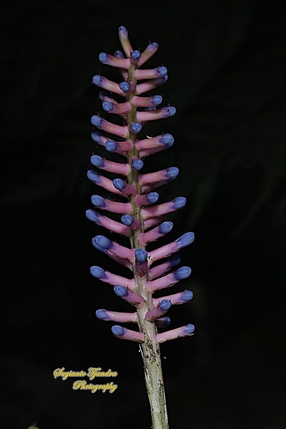 Pink blue Aechmea, apocalyptica gamesopela bromeliad flower  Aechmea apocalyptica,Fall,Geotagged,Indonesia