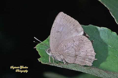 The Acacia blue butterfly, Surendra vivarna vivarna, family Lycaenidae  Acacia blue,Fall,Geotagged,Indonesia,Surendra vivarna