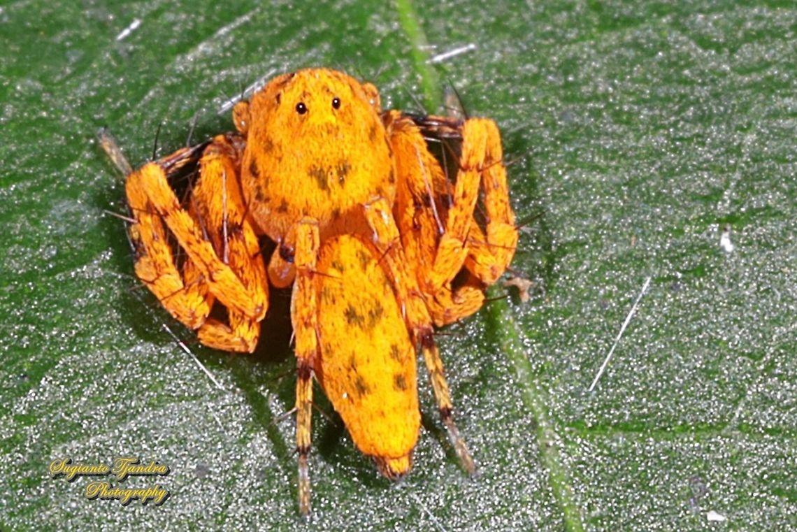 Asian Lynx Spider (Hamadruas sp., Oxyopidae)  Fall,Geotagged,Indonesia