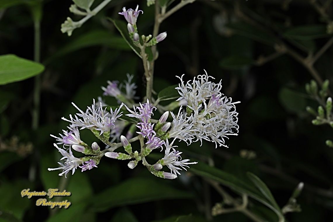 flowers of curtain creeper, Vernonia Elaeagnifolia  Fall,Geotagged,Indonesia,Tarlmounia,Tarlmounia elliptica
