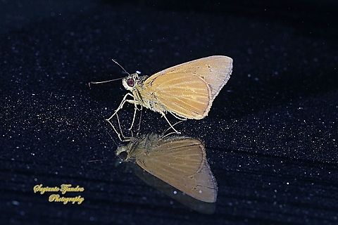 Skipper Butterfly, the Xanthoneura corissa patmapana "Reflection"  Fall,Geotagged,Indonesia,Plain Yellow Lancer,Xanthoneura corissa