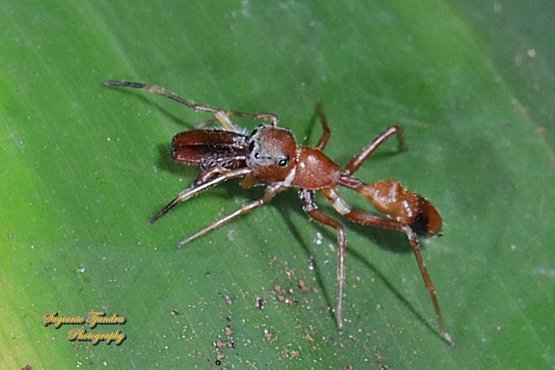 Ant-mimicking Jumping Spider, Myrmarachne sp., Family Salticidae  Fall,Geotagged,Indonesia