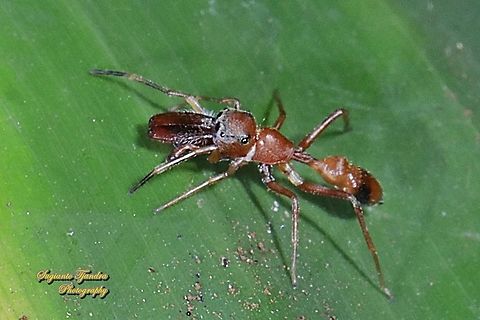 Ant-mimicking Jumping Spider, Myrmarachne sp., Family Salticidae  Fall,Geotagged,Indonesia