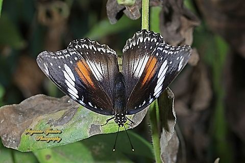Great eggfly, Hypolimnas bolina bolina - Upperside, female  Fall,Geotagged,Great eggfly,Hypolimnas bolina,Indonesia