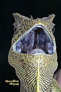 Bunglon/Tropical forest dragon, Gonocephalus chamaeleontinus, family Agamidae "inside mouth"  Fall,Geotagged,Gonocephalus chamaeleontinus,Indonesia,Javan Humphead Lizard