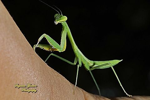 Giant Asian Mantis nymph, Hierodula Sp  Asian mantis,Fall,Geotagged,Hierodula patellifera,Indonesia