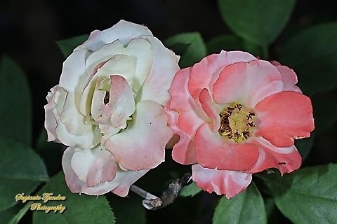 Bicolor rose flower, Rosaceae  Fall,Geotagged,Indonesia