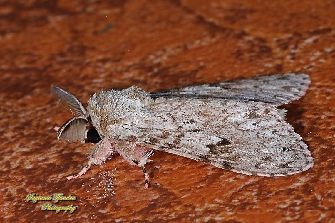 Tussock moth, Lymantriinae  Fall,Geotagged,Indonesia