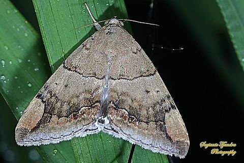 Castor semi-looper moth, Achaea janata, family Erebidae  Achaea janata,Castor semi-looper,Fall,Geotagged,Indonesia