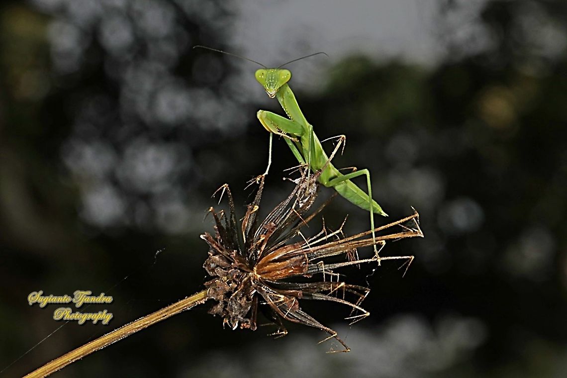 Giant Asian Mantis nymph, Hierodula Sp  Asian mantis,Fall,Geotagged,Giant Asian mantis,Hierodula grandis,Hierodula patellifera,Indonesia