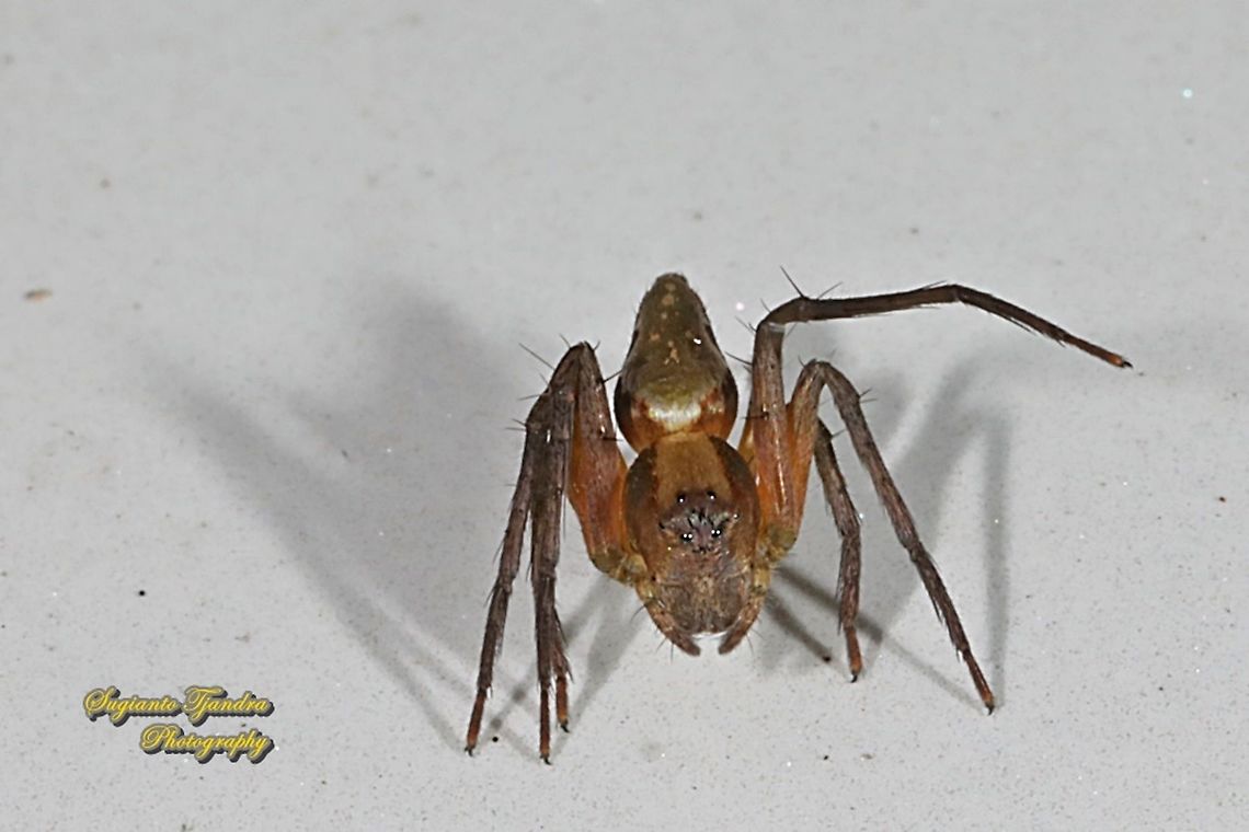 Tiny lynx spider, Hamataliwa Sp., family Oxyopidae  Fall,Geotagged,Indonesia