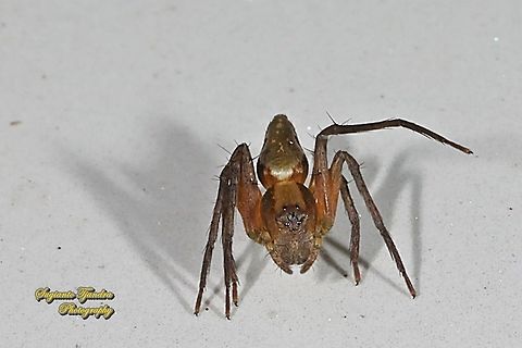 Tiny lynx spider, Hamataliwa Sp., family Oxyopidae  Fall,Geotagged,Indonesia