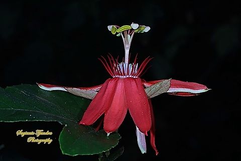 The Crimson Passion Flower, Passiflora Vitifolia (Passifloraceae)  Crimson passion flower,Fall,Geotagged,Indonesia,Passiflora vitifolia