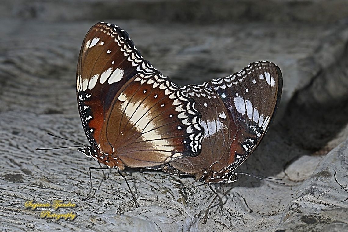Great eggfly, Hypolimnas bolina bolina - Mating  Fall,Geotagged,Great eggfly,Hypolimnas bolina,Indonesia