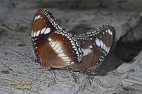 Great eggfly, Hypolimnas bolina bolina - Mating  Fall,Geotagged,Great eggfly,Hypolimnas bolina,Indonesia