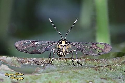 Orange spotted Tiger Moth - Amata huebneri (Huebner's Wasp Moth)  Amata huebneri,Fall,Geotagged,Hübner's Wasp Moth,Indonesia