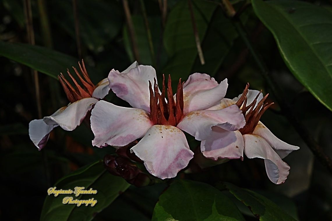 Climbing Oleander, Strophanthus gratus  Fall,Geotagged,Indonesia,Strophanthus gratus