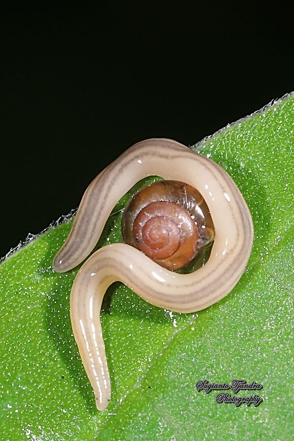 Land planarian, Geoplanidae  Fall,Geotagged,Indonesia