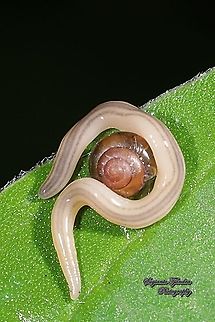 Land planarian, Geoplanidae  Fall,Geotagged,Indonesia