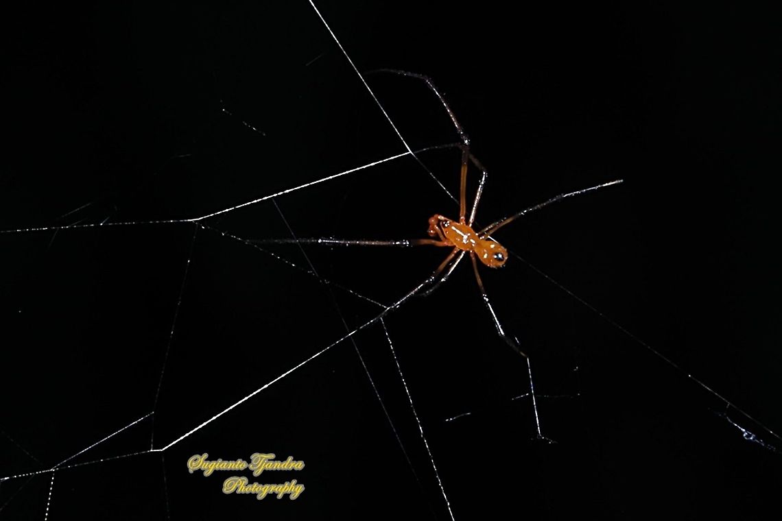 The red and silver dewdrop spider, Argyrodes flavescens - male  Argyrodes flavescens,Fall,Geotagged,Indonesia,Red and silver dewdrop spider