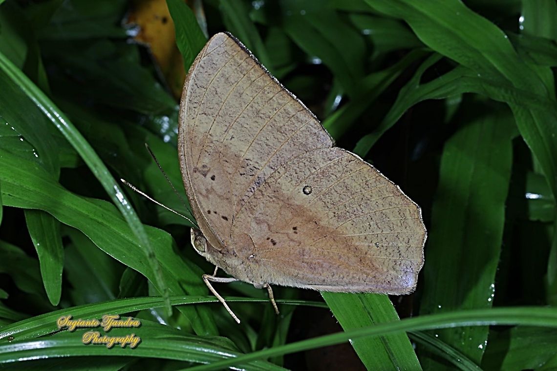 The common duffer butterfly, Discophora sondaica sondaica - female  Common duffer,Discophora sondaica,Fall,Geotagged,Indonesia