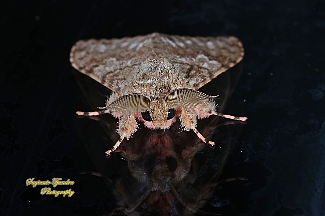 Tussock moth, Lymantriinae  Fall,Geotagged,Indonesia