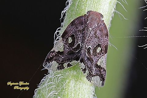 Ricaniid Planthopper, Ricania speculum, Ricaniidae  Fall,Geotagged,Indonesia,Ricania speculum,Ricaniid Planthopper