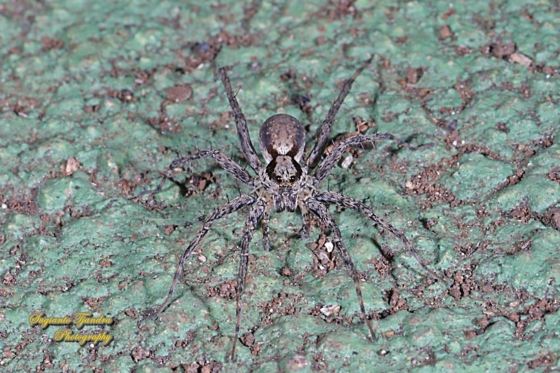 Wolf Spider, family Lycosidae  Fall,Geotagged,Indonesia
