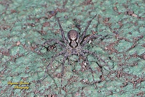 Wolf Spider, family Lycosidae  Fall,Geotagged,Indonesia