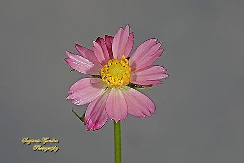 Bunga Kenikir Ungu (Cosmos caudatus)  Cosmos caudatus,Fall,Geotagged,Indonesia,Kenikir