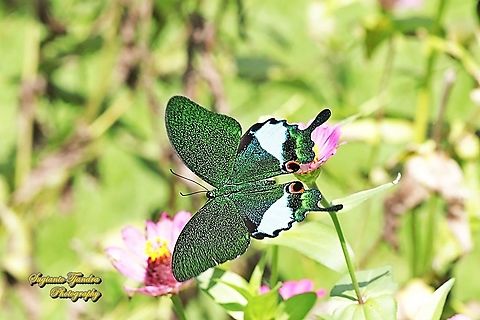 The Jungle Jade, Papilio karna karna, family Papilionidae "flying over the Zinnia flowers"  Fall,Geotagged,Indonesia,Papilio karna