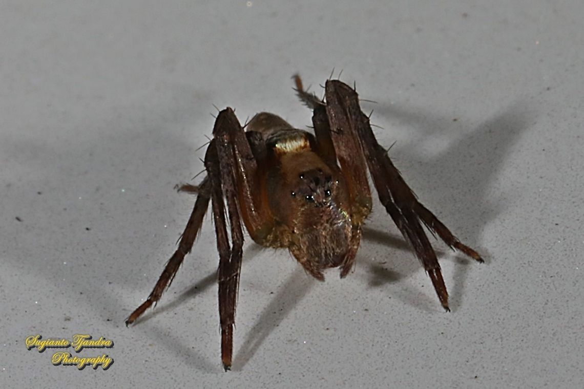Tiny lynx spider, Hamataliwa Sp., family Oxyopidae  Fall,Geotagged,Indonesia