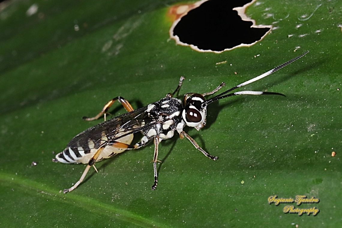 Black-banded Ichneumon Wasp, Lissonota sp.,  family Ichneumonidae  Fall,Geotagged,Indonesia