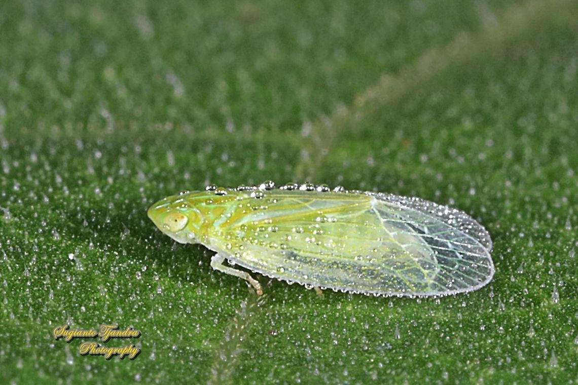Grainy Planthopper (Kallitaxila granulata) w/ dew drops  Fall,Geotagged,Indonesia,Kallitaxila granulata