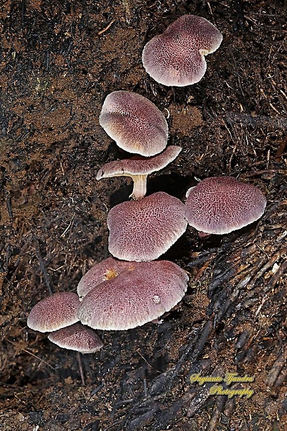 Mushrooms  Fall,Geotagged,Indonesia