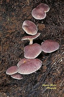 Mushrooms  Fall,Geotagged,Indonesia