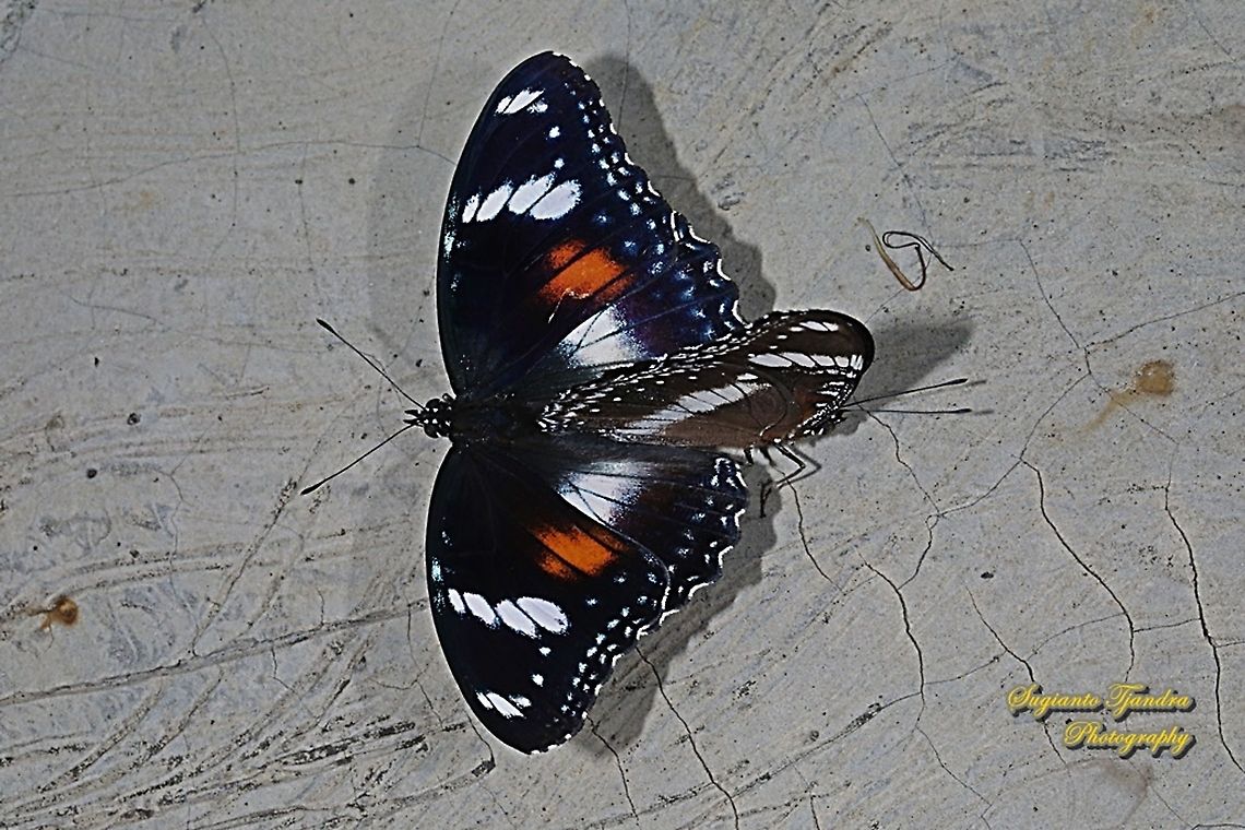 Great eggfly, Hypolimnas bolina bolina - Mating  Fall,Geotagged,Great eggfly,Hypolimnas bolina,Indonesia