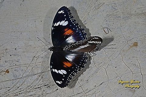 Great eggfly, Hypolimnas bolina bolina - Mating  Fall,Geotagged,Great eggfly,Hypolimnas bolina,Indonesia