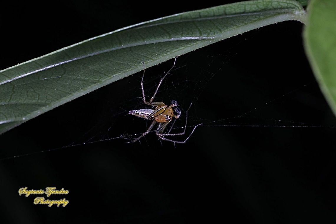 Lynx Spider, Oxyopes sp, family Oxyopidae - Male  Fall,Geotagged,Indonesia