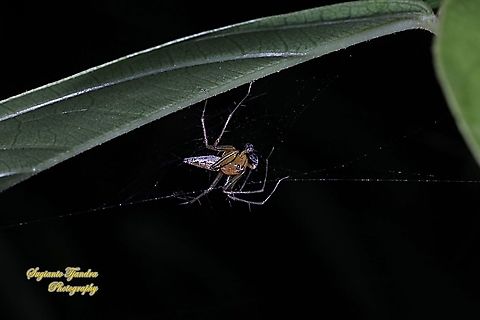 Lynx Spider, Oxyopes sp, family Oxyopidae - Male  Fall,Geotagged,Indonesia