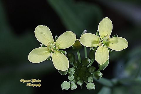 Choy sum flower, Brassica chinensis var. parachinensis  Bok Choy,Brassica rapa,Fall,Geotagged,Indonesia