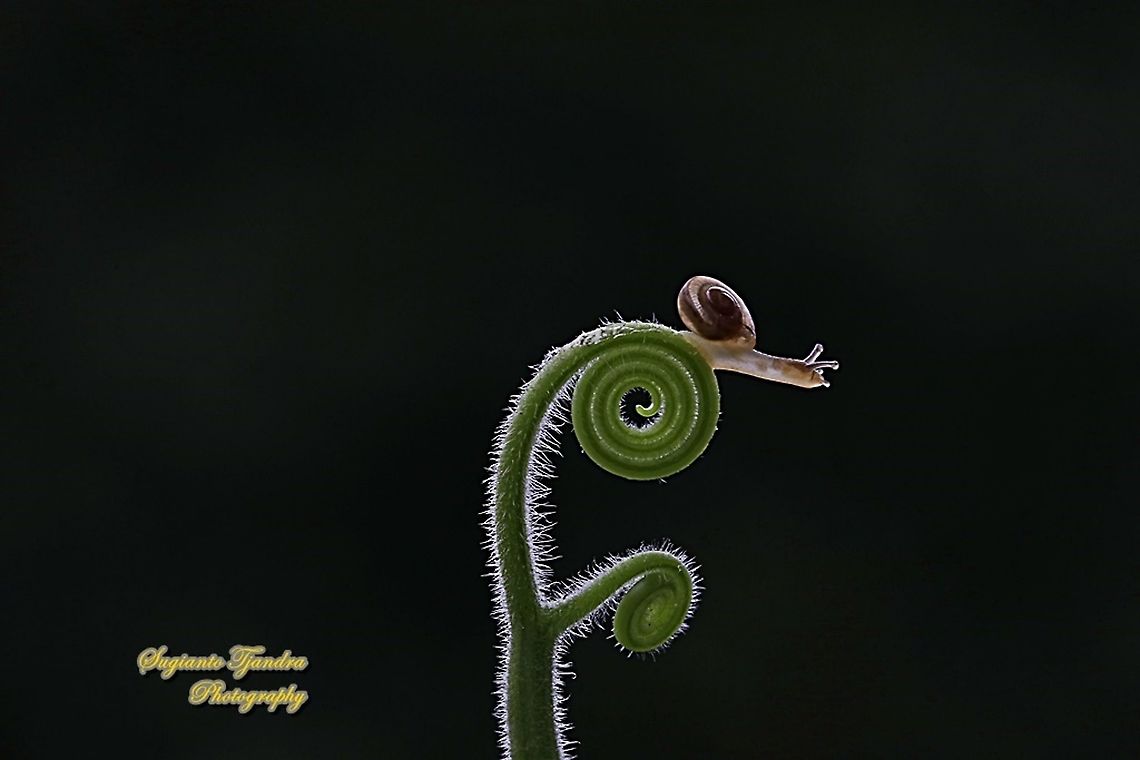 Baby garden snail, Helicidae  Geotagged,Indonesia,Winter
