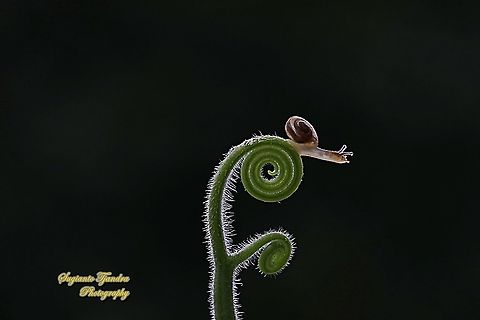 Baby garden snail, Helicidae  Geotagged,Indonesia,Winter