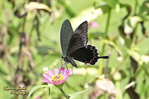 The Jungle Jade, Papilio karna karna, family Papilionidae - Lowerside "sucking nectar on the Zinnia flowers"  Fall,Geotagged,Indonesia,Papilio karna