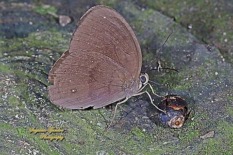 The Common Faun, Faunis canens canens  Common faun,Fall,Faunis canens,Geotagged,Indonesia