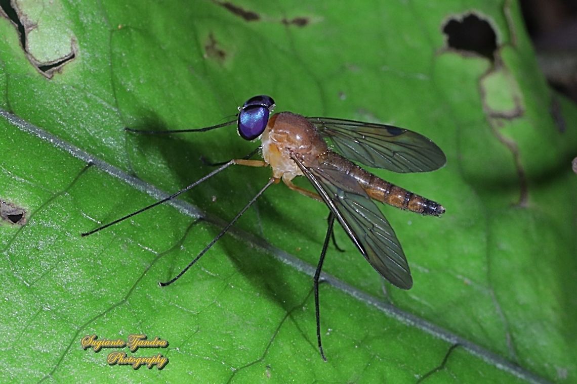 Snipe fly, Chrysopilus, Rhagionidae  Fall,Geotagged,Indonesia